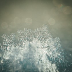 Macro Yellow Snowflake Hi Res   A3